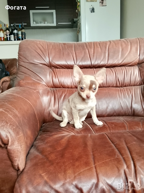 Продава се, снимка 1