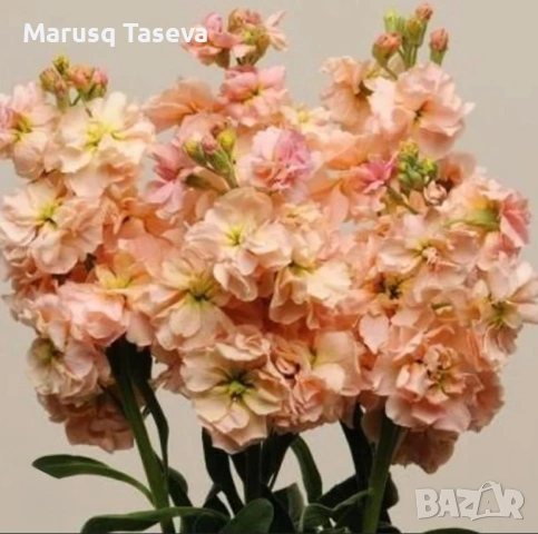 Шибой кичест , снимка 12 - Градински цветя и растения - 53818099