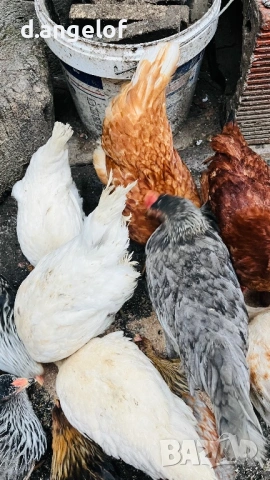 Пилета слелски шарени яйца, снимка 4 - други­ - 53379311