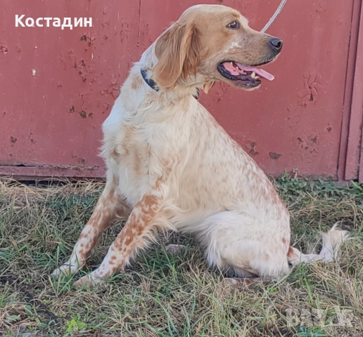 Английски сетер , снимка 3 - Английски сетери - 53993796