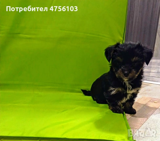 Продавам Йоркширски териерчета, снимка 3 - Йоркширски териер - 53725169