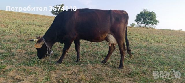 Свободна крава за дамазлък и теле, снимка 1 - Крави - 46492424