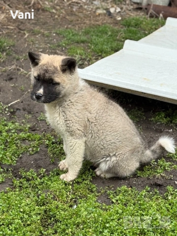 Америкаска акита женски