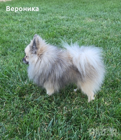 померан момче 1.900кг, снимка 5 - Померан - 52054274