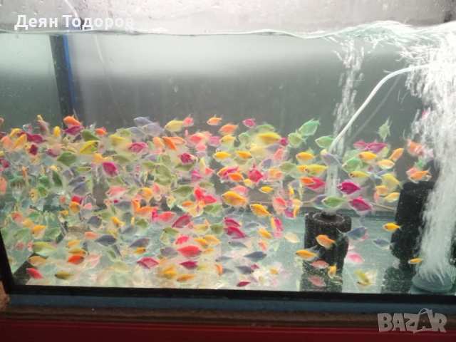 Тернеция 8 цвята