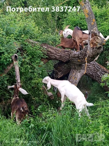 Англонубийски, снимка 1