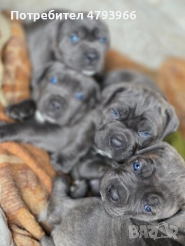 Продажба на чистокръвни кучета Кане Корсо