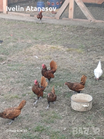 зибрайт , снимка 2 - други­ - 53022015