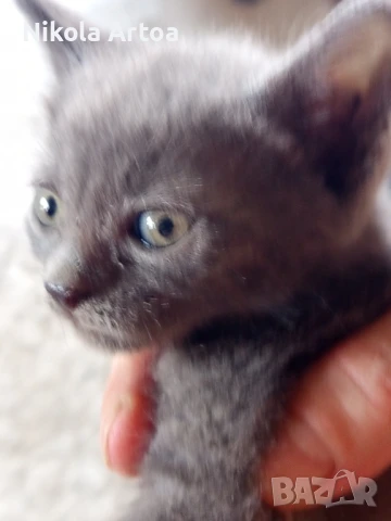 подарявам малки котета, снимка 2 - Други - 51297445