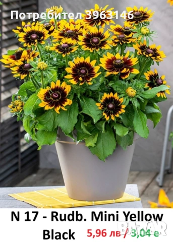 ГРАДИНСКИ Многогодишни Цветя..., снимка 14 - Градински цветя и растения - 51078747