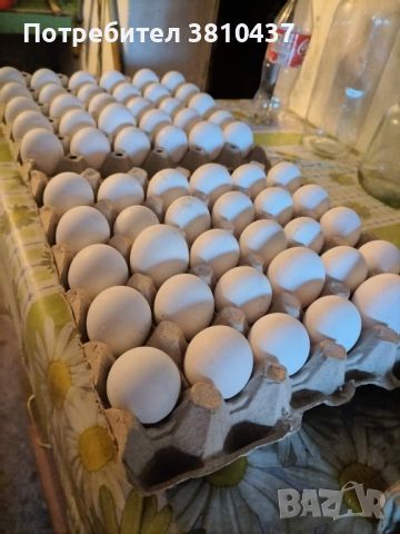 продавам оплодени яйца от Бял легхорн 