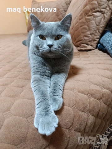 Продавам прекрасно правоухо шотландско момиченце!, снимка 13 - Британска късокосместа - 54075466