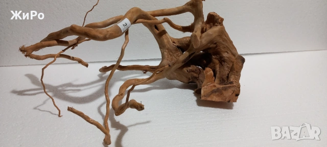 Корен от Азалия /декорация/ 2