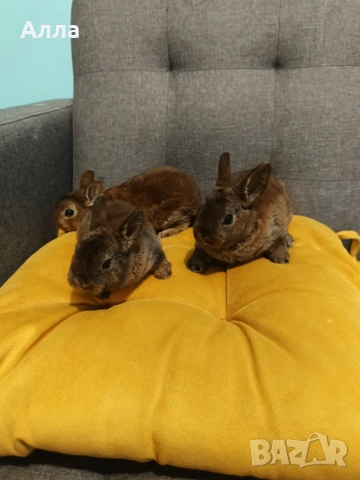 Декоративно зайчета рекс, снимка 2 - Декоративни зайчета - 53223749
