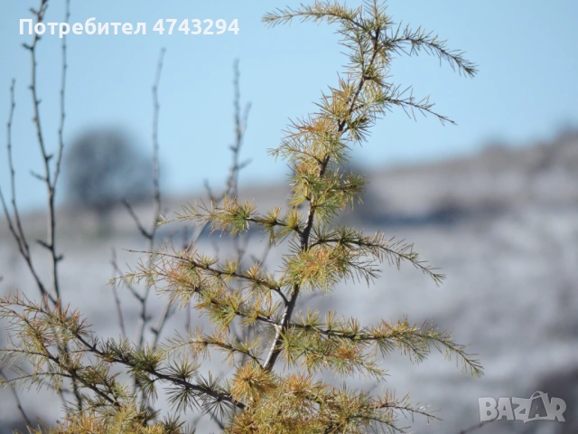 Nikon Coolpix P530 - суперзум 42x, снимка 13 - Фотоапарати - 53659397