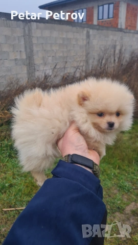 Момиченце за продажба 