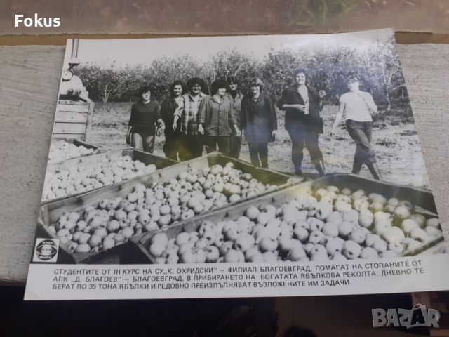 Снимка фотокопие Соц БТА ПресФото ябълкова реколта, снимка 2 - Антикварни и старинни предмети - 45178617
