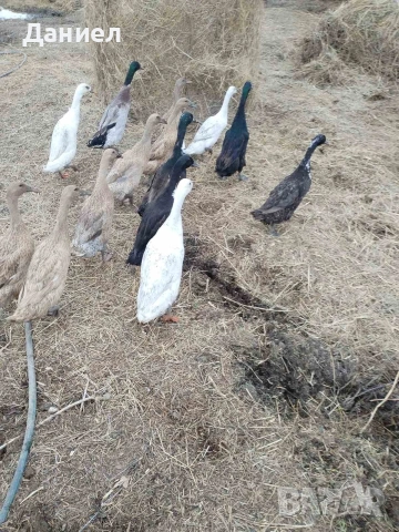 Яйца от Индийски бегач, снимка 3 - Патици и гъски - 54117284