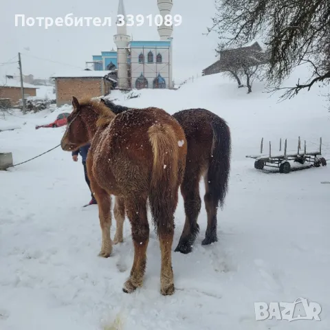 жребец и жребица , снимка 2 - Коне - 48462331