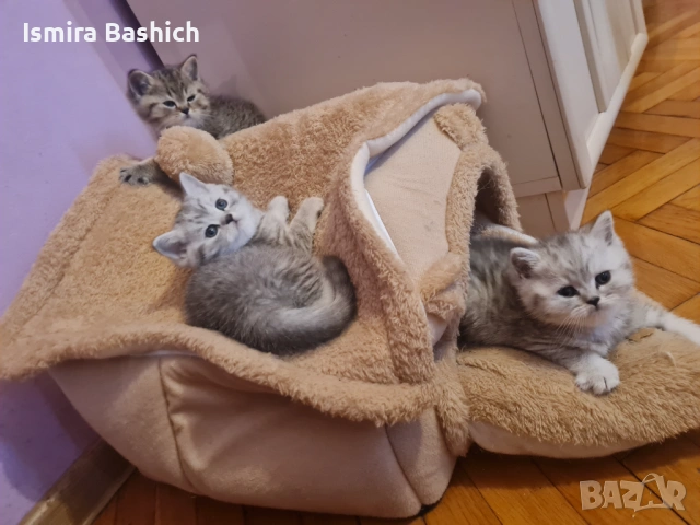 Британчета 