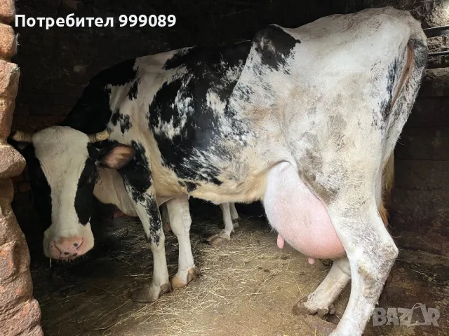 Крава с мляко черно-шарена
