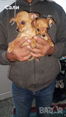 Продавам чихуахуа, снимка 4 - Чихуахуа - 52750072