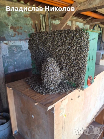 ЕвоРой - примамка за пчелни рояци, снимка 10 - За пчели - 45206919