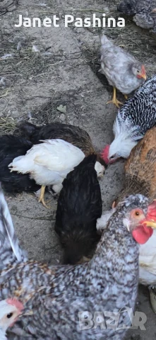 Селски пиленца, снимка 6 - Патици и гъски - 47634967