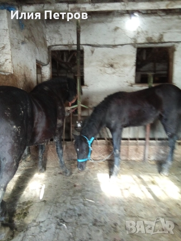 Конче женско , снимка 2 - Коне - 52855658