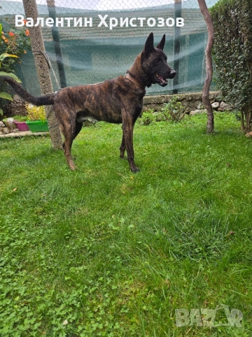 белгийска овчарка малиноа , снимка 2 - Белгийска овчарка - 52102311
