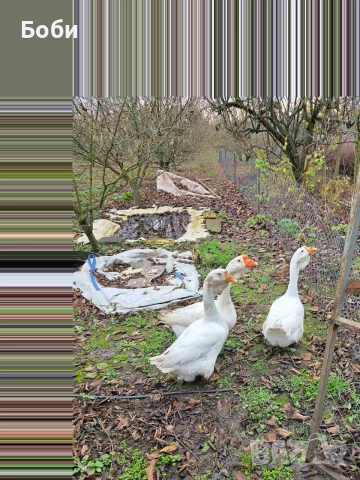 Работещи Холмогорски гъски 3 бр. 