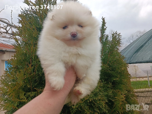 Померан/Померани , снимка 11 - Померан - 53999282