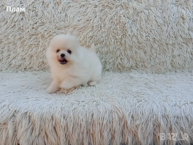 Мъжки и женски Померани.Реални снимки от 06.04.26 г., снимка 7 - Померан - 54105762