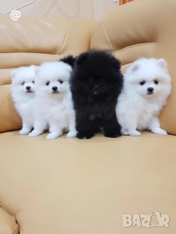 Померан померани Гр. София !, снимка 8 - Померан - 52967665