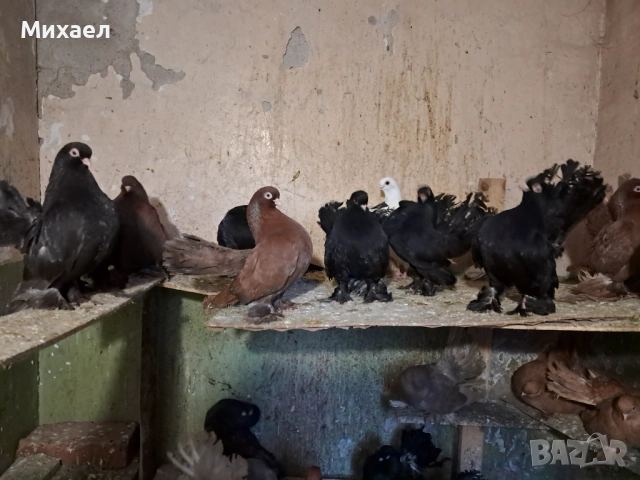 Ростовски (руски) гълъби, снимка 3 - Гълъби - 54127858