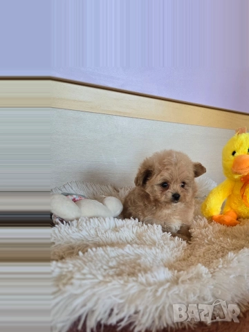 Помапу момче , снимка 3 - Пудели - 52854424