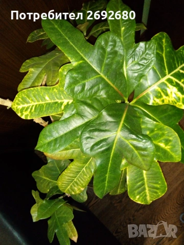 Планински кротон -1метър/15годишен/няколко разклонения , снимка 11 - Стайни растения - 44861352