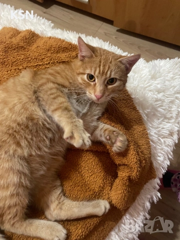 котарак си търси дом, снимка 7 - Други - 53178704