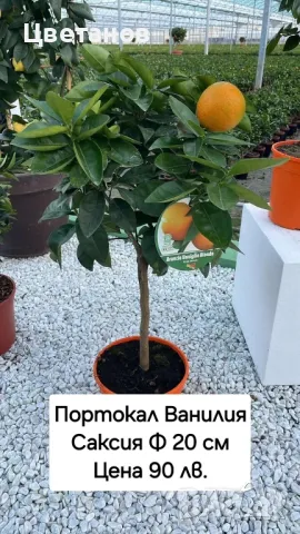 Портокал Ванилия