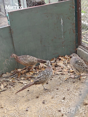 Фазани,токачки,японки, снимка 3 - други­ - 53499575