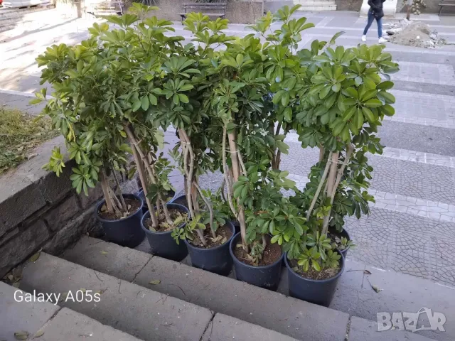 Продавам Шефлера / Schefflera 10 годишна, 170 см. височина, 10 броя, снимка 5 - Стайни растения - 40894462