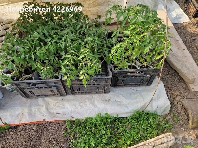 Розови едри домати, снимка 4 - Разсади - 54194380