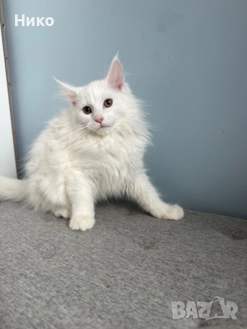 Мейн кун котенца / Мейн куун котенца / Maine coon kittens, снимка 8 - Мейн кун - 50068719