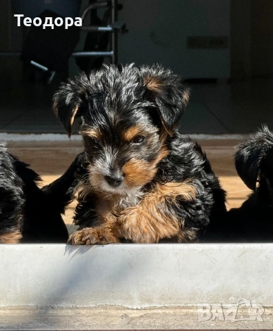 Йорки Ръсел, снимка 5 - Йоркширски териер - 54221299