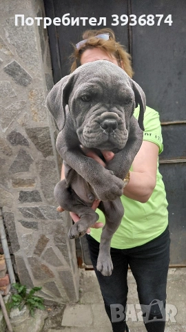 Кане корсо италияно, снимка 2 - Кане корсо - 54229425