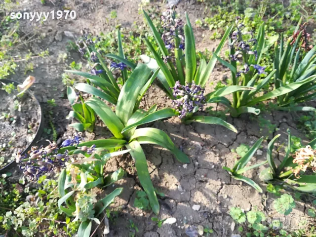 ЗЮМБЮЛ 25ЛВ ЗА ЕДИН В САКСИЯ С ПОЧВА 1104250530, снимка 5 - Градински цветя и растения - 49853465