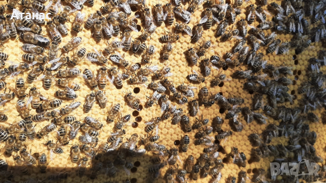Продавам презимували пчелни семейства / отводки с миналогодишни майки, снимка 2 - Други животни - 44937029