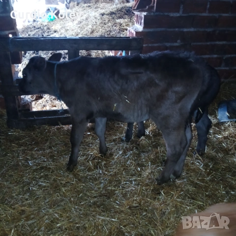 Телета , снимка 4 - Крави - 53837055