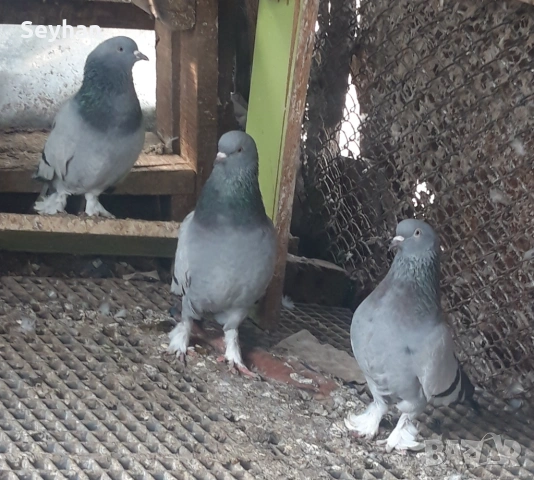 Гълъби мардини 