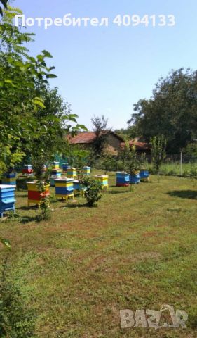 Кошери с развити пчелни семейства и магазини 